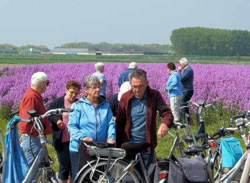 Op de voorgrond Rinus, Lenie, Kitty en Piet met op de achtergrond enkele deelnemers die naar het bloemenveld kijken