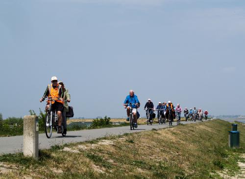 Langgerekt Vigeta-peloton