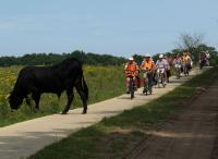 Voor deze stier moesten we toch echt even in de remmen. Hij steekt rustig het fietspad over en heeft lak aan al die fietser